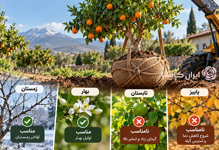 جابجایی درخت پرتقال
